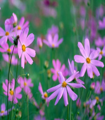 季節性鼻炎的大危害