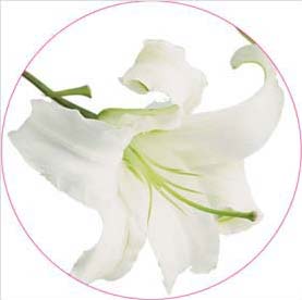 影響發音藥物大搜捕!