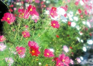 中西醫治療聲帶息肉