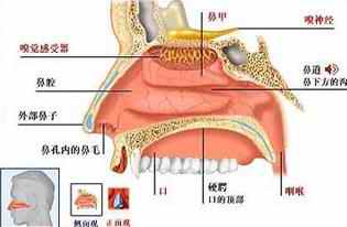 治療慢性鼻炎最有效的方法